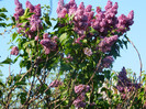 DSCN3979