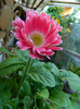 DSCN4056