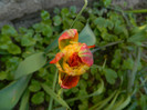 DSCN4141