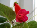 Kohleria Lena