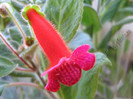 Kohleria Lena