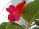 Kohleria Lena