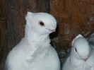 porumbei 2012 037