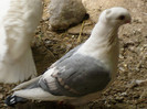 porumbei 2012 036