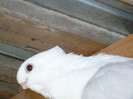 porumbei 2012 032
