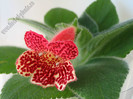 Kohleria HCY´s Black Moon