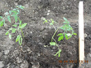rosii plantate in gradina
