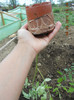 plantare rasad de rosii