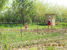 mandra mamei draga