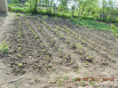 rasadul de rosii plantat