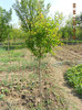 un cais plantat de un an