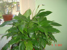 poze 487