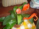 poze 486