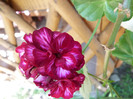 P1050386
