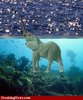Elephant-Loch-Ness-Monster--29661