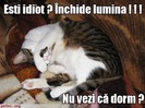 poze-amuzante-poza-amuzanta-pisica-este-deranjata-de-lumina-si-se-plange-ca-nu-poate-sa-doarma