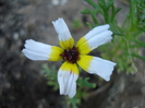 White & Yellow flower 24aug2010