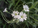 DSCF7029