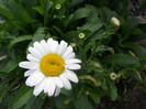 margareta
