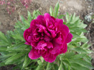 DSCF7045