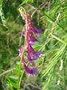 Vicia villosa, Winter Vetch 27may11