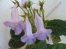 Sinningia Blue Ciel