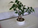 Ficus benjamina