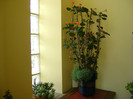 Euphorbia(euforbia)