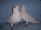 32616683_VGKYOMOFO