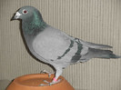 b0485d802D6e902D42972D96da2D992a906a5405NL102V