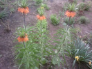 Fotografii-0093