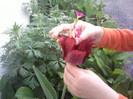 Fotografii-0103