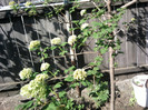 Fotografii-0131