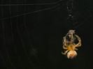 animal_0020