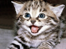 animal_0021