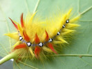 animal_0022