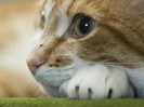 animal_0023