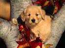 animal_0027