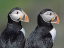 animal_0035
