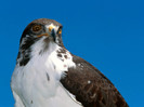 animal_0036