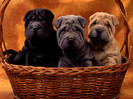 animal_0040