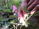 Fotografii-0148