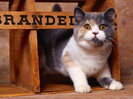 animal_0043