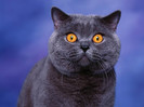 animal_0044