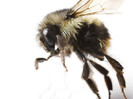 animal_0046