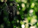 animal_0048
