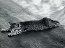 animal_0050