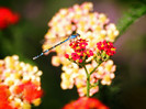 animal_0061