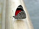 animal_0065