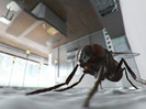 animal_0069